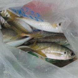 アジのサイズが良くなりました　下関フィッシングパーク